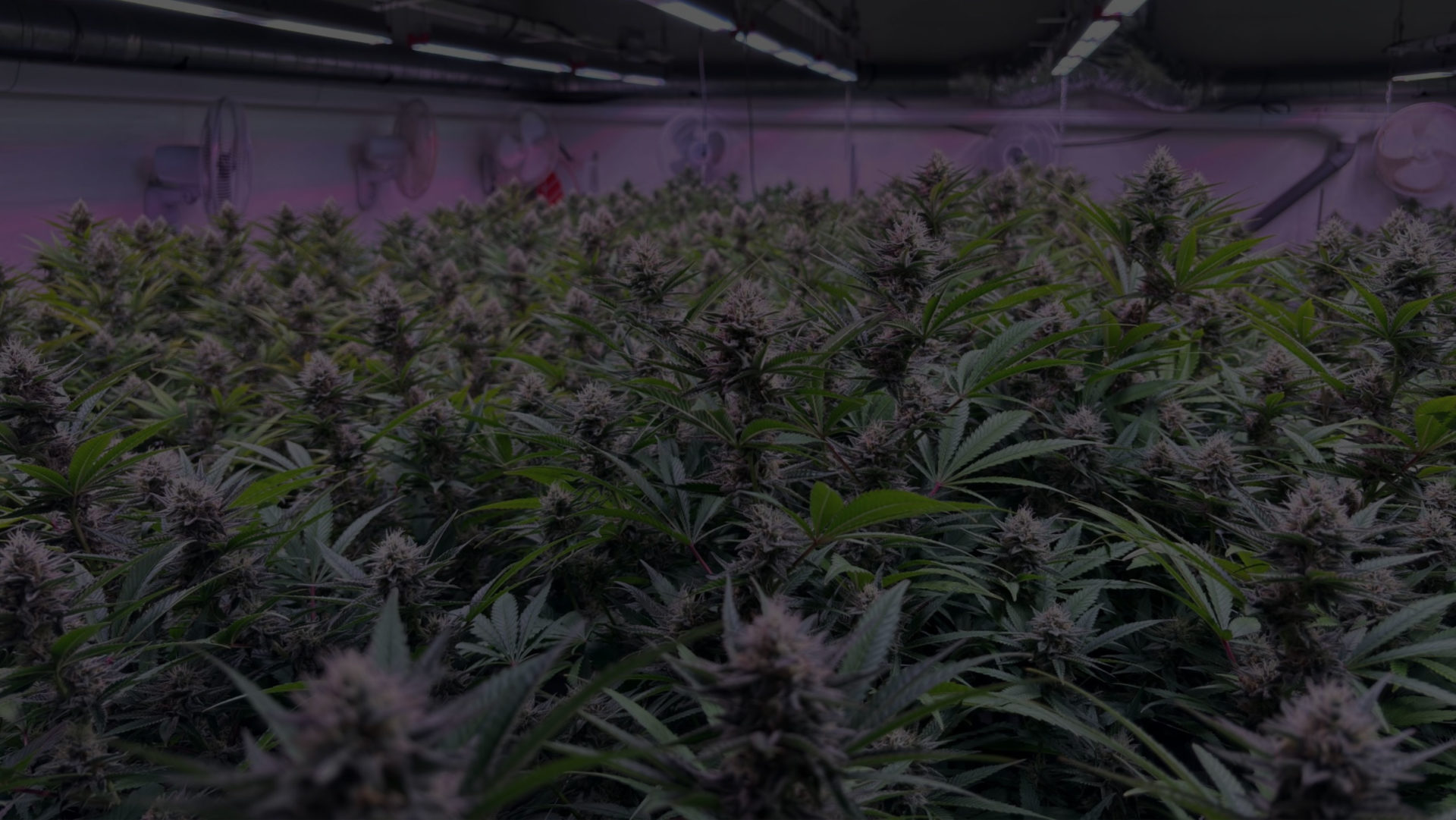 cannabis-cultivation-led-lights-scarled